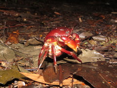 Dilocarcinus pagei