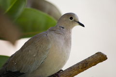 Streptopelia decaocto
