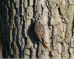 Certhia brachydactyla