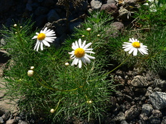 Argyranthemum foeniculaceum image