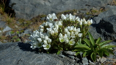 Gentianella divisa