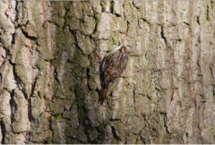 Certhia brachydactyla