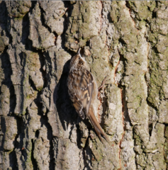 Certhia brachydactyla