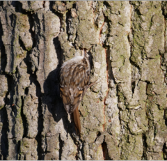Certhia brachydactyla
