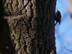 Certhia brachydactyla