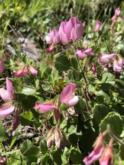 Ononis rotundifolia