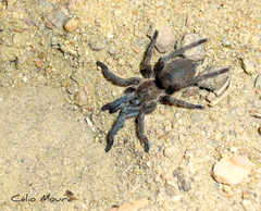 Dolichothele exilis