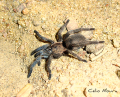 Dolichothele exilis