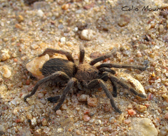 Dolichothele exilis