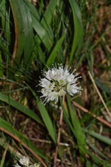 Allium ericetorum
