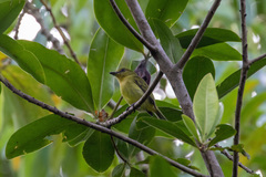 Tolmomyias viridiceps