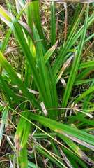 Carex folliculata