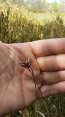 Carex folliculata