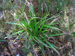 Carex folliculata