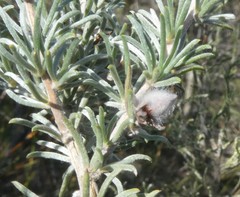 Aspalathus eustonbrownii