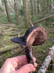 Hydnellum fuscoindicum