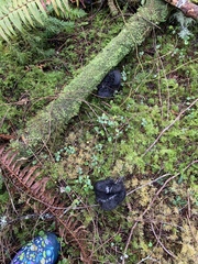 Hydnellum fuscoindicum