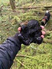 Hydnellum fuscoindicum