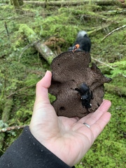 Hydnellum fuscoindicum