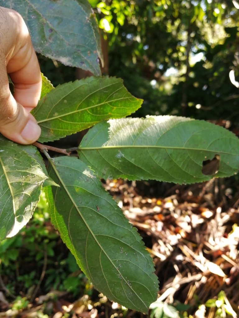 Casearia arguta