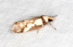 Philobota partitella