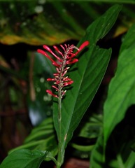 Odontonema cuspidatum