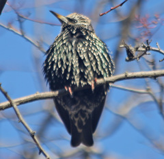 Sturnus vulgaris
