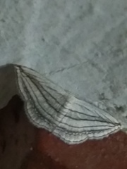 Scopula opicata