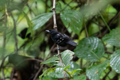 Microrhopias quixensis