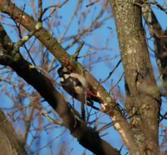 Dendrocopos major