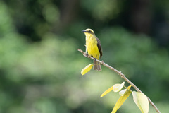 Conopias cinchoneti