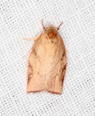 Euchaetis inceptella