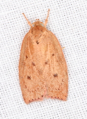 Prionocris protoxantha