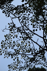 Oreopanax sanderianus