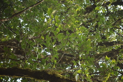 Oreopanax sanderianus