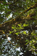 Oreopanax sanderianus