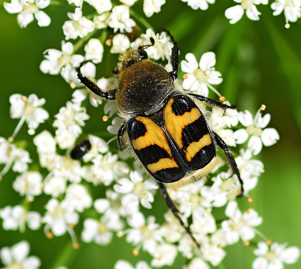 Trichius sexualis