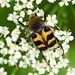 Escarabajo Abeja del Sureste - Photo (c) Kostas Zontanos, algunos derechos reservados (CC BY-NC), subido por Kostas Zontanos