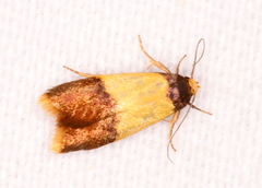 Heteroteucha dichroella