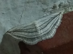 Scopula opicata