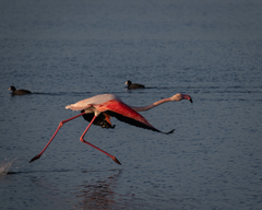 Phoenicopterus roseus