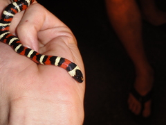 Lampropeltis zonata
