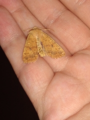 Bicolored Sallow