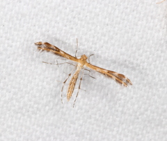 Stangeia xerodes