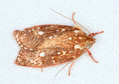 Euchaetis metallota
