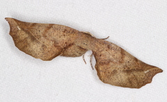 Parepisparis excusata