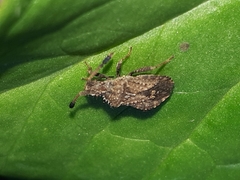 Coriomeris denticulatus