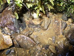 Desmognathus welteri