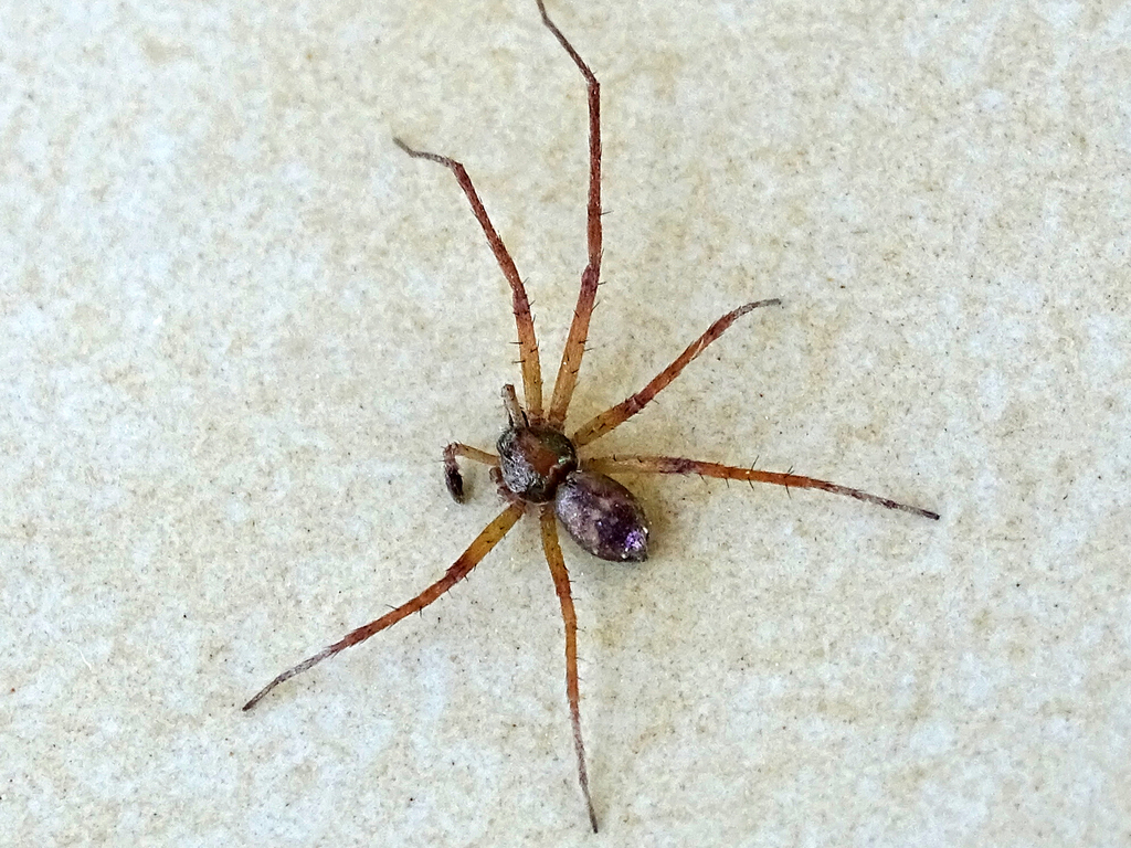 Philodromus aureolus from Κάτω Μέλπεια 240 08, Ελλάδα on June 28, 2019 ...