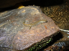Desmognathus welteri